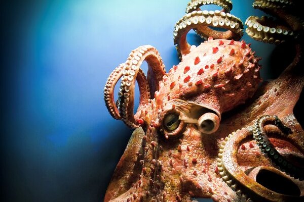 Kraken актуальное