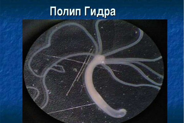 Kraken cc зеркало kr2web in