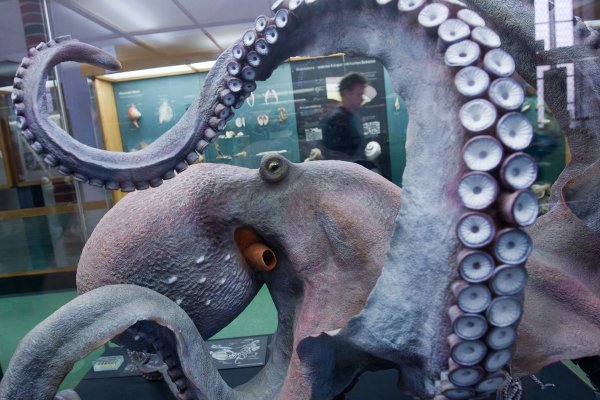 Kraken ссылка тор 2krnk biz kraken17ate pro