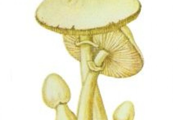 Kra23.at