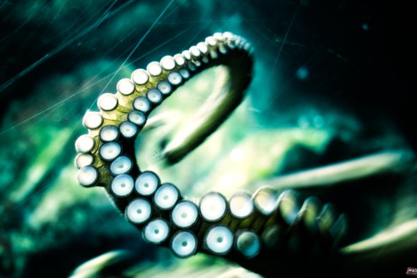 Kraken ссылка зеркало