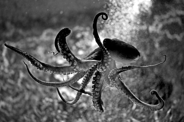 Kraken зеркало рабочее
